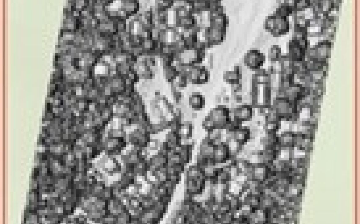 Lidar image of topography around road in Vanuatu