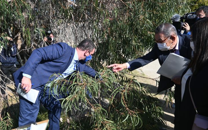 Plant experts study and observe an atomic-bombed tree