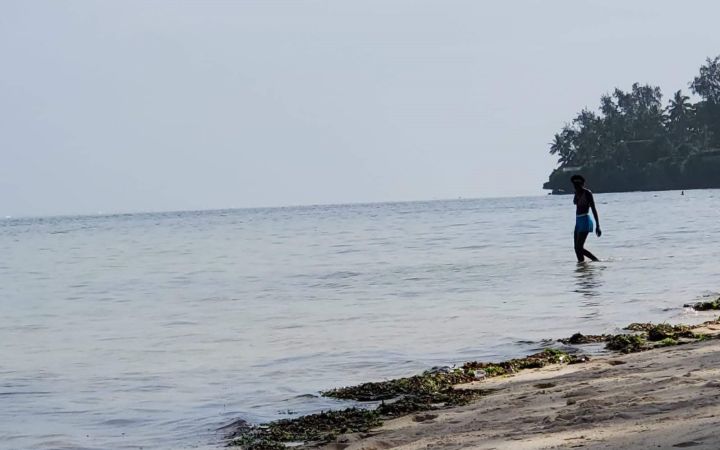 Seaweed harvesting by the sea in Mombasa, Kenya
