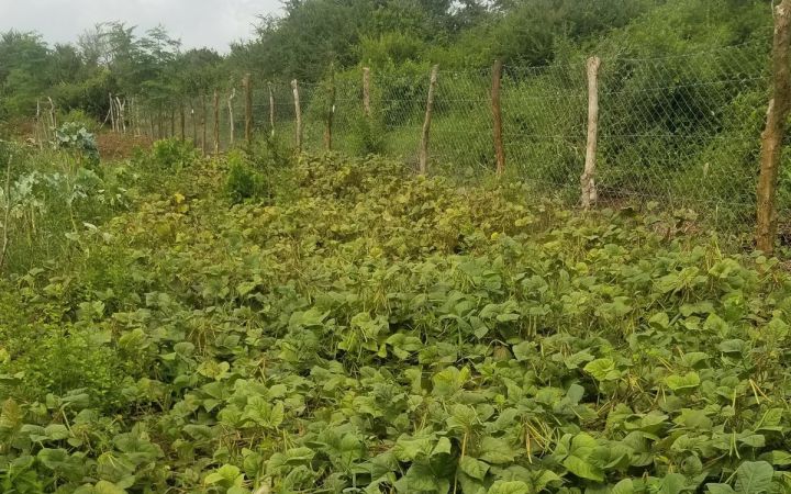 Maureen's farm land in Mombasa, Kenya