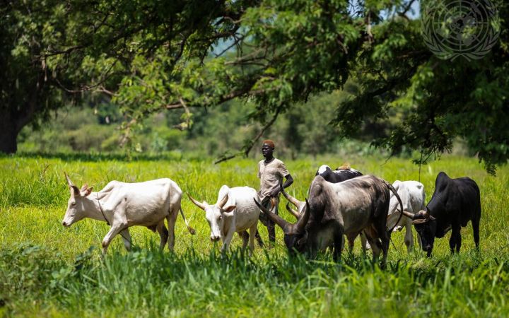 UN Photo/Gregorio Cunha