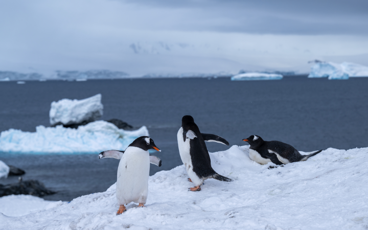 International Environmental Law