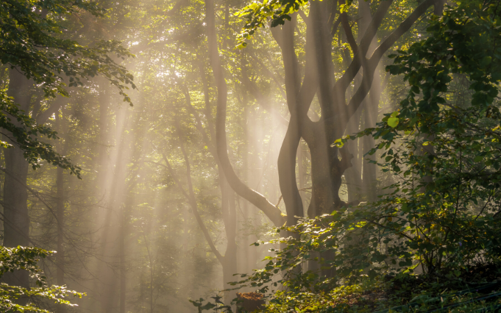 UN CC:Learn Resource Guide for Advanced Learning on REDD+